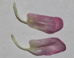 Polhillia involucrata