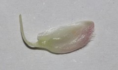 Polhillia involucrata