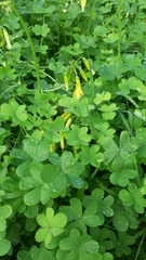 Oxalis pes-caprae