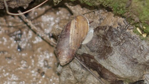 Ellobium aurisjudae observed 2025-12-24