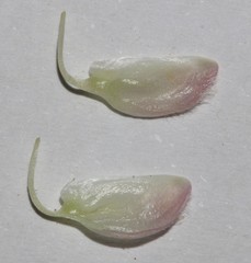 Polhillia involucrata