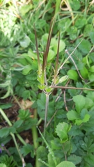 Erodium moschatum