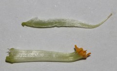 Polhillia involucrata