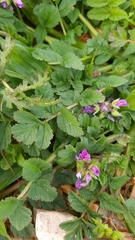 Erodium moschatum