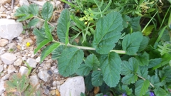 Erodium moschatum