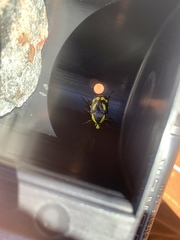 Chlorobapta goerlingi