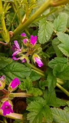 Erodium moschatum