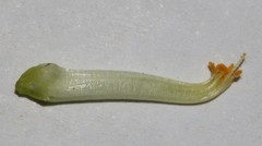 Polhillia involucrata