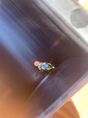 Chlorobapta goerlingi