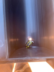 Chlorobapta goerlingi