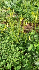 Oxalis pes-caprae