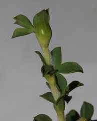 Polhillia involucrata