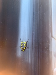 Chlorobapta goerlingi