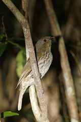 Scenopoeetes dentirostris