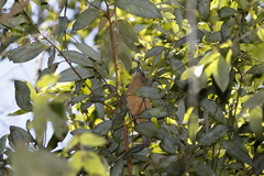 Colluricincla boweri