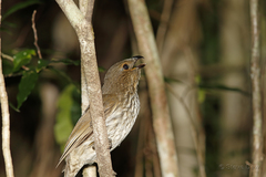 Scenopoeetes dentirostris