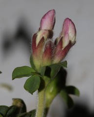 Polhillia involucrata