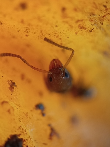 Linepithema pulexLinepithema pulex