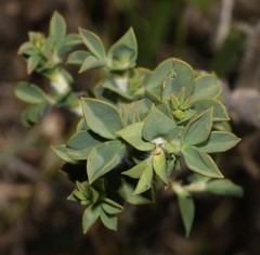 Polhillia involucrata
