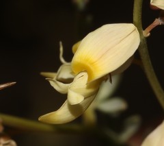 Wiborgia mucronata