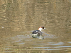 Mergellus albellus
