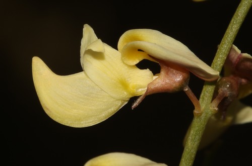 Image of Wiborgia mucronata by (c) Brian du Preez, some rights reserved (CC BY-SA)