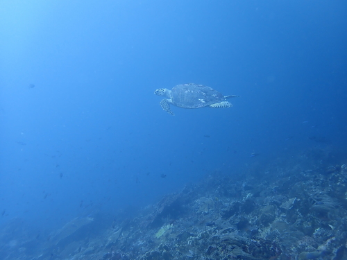 Eretmochelys imbricata