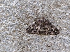 Alcis admissaria