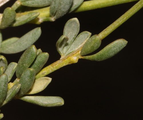 Image of Wiborgia mucronata by (c) Brian du Preez, some rights reserved (CC BY-SA)
