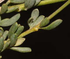 Wiborgia mucronata