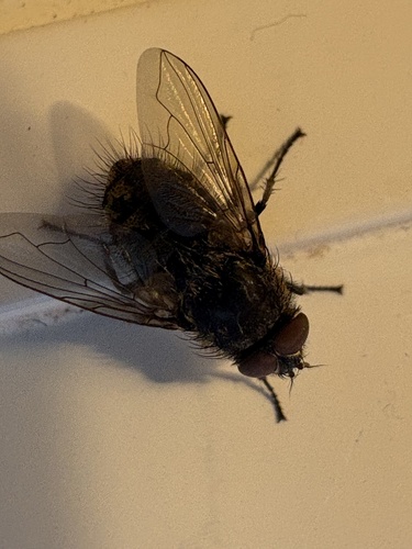 Unknown species found near Green Mountain National Forest, West Rupert, VT, US