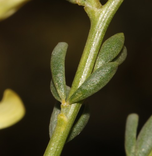 Image of Wiborgia mucronata by (c) Brian du Preez, some rights reserved (CC BY-SA)