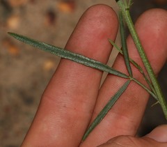 Psoralea karooensis