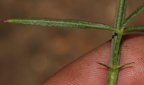 Image of Psoralea karooensis by (c) Brian du Preez, some rights reserved (CC BY-SA)