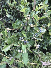 Coptosperma