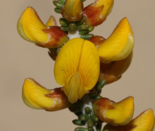 Fatlobe Capegorse (Aspalathus pachyloba)