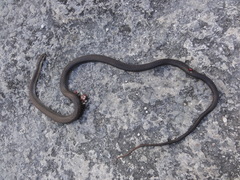 Cubophis vudii