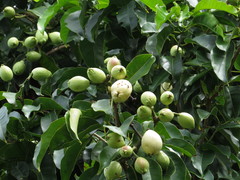 Syzygium bamagense