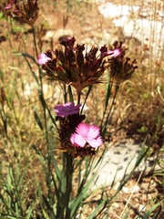 Dianthus andrzejowskianus