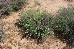 Polhillia involucrata