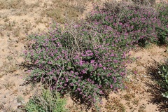 Polhillia involucrata