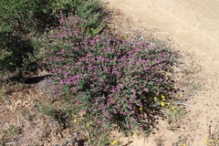 Polhillia involucrata