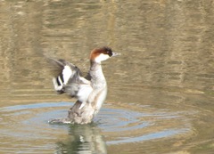 Mergellus albellus