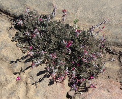 Indigofera burchellii