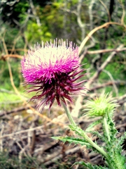 Carduus nutans micropterus