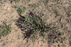 Polhillia involucrata