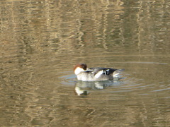 Mergellus albellus
