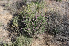 Polhillia involucrata