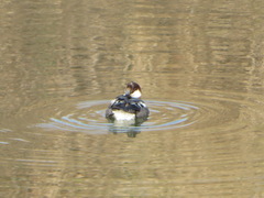 Mergellus albellus
