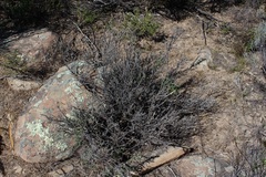 Polhillia involucrata